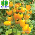 2016 newly F1 Hybrid Yellow Cherry Tomato seeds for sale